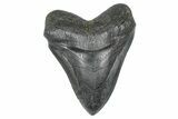 Bargain, Fossil Megalodon Tooth - South Carolina #371763-1